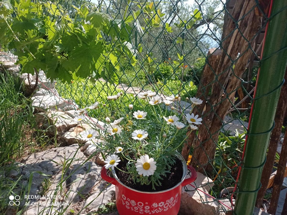 Casa Delle Olive Villa Moscenicka Draga Luaran gambar